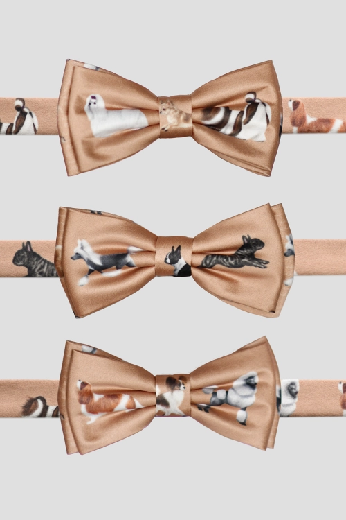 loani_muszki_toy_dogs_karmel